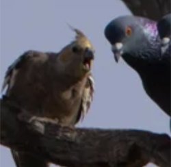 Screaming teil and pigeon Meme Template