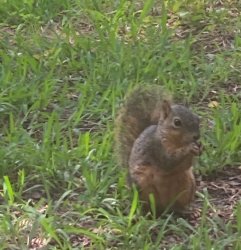 Squirrel eating nuts Meme Template