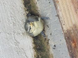 Blue tit fledgeling Meme Template