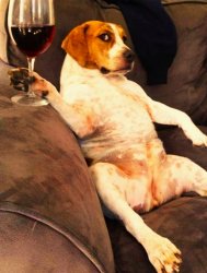 a dog taking it easy sipping wine Meme Template