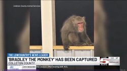 Bradley the Monkey: Capatured Meme Template