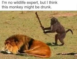 Drunken Ass Monkey pt 2 Meme Template