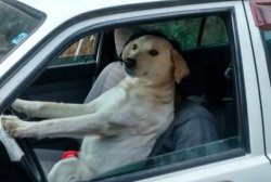 Dog driving Meme Template