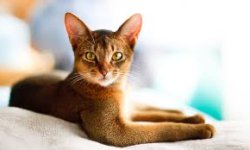 Most Interesting Cat in the World Meme Template