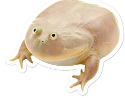 Wednesday frog Meme Template