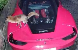 Fox shitting on Ferrari Meme Template