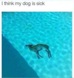 My dolphin is sick Meme Template