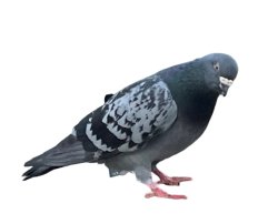 Confused pigeon Meme Template