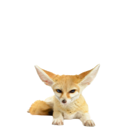 Transparent fennec fox Meme Template