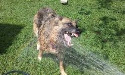 dog bites at hose Meme Template