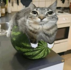 watermelon cat honest reaction Meme Template