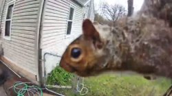 Squirrely Meme Template