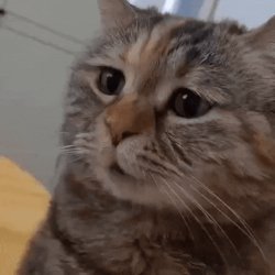 Sad Cat Meme Template