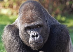 gorilla berlin zoo Meme Template