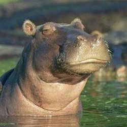 Skeptical Hippo Meme Template