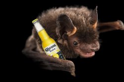 Coronavirus Bat Meme Template