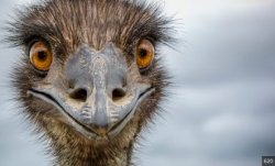 emu Meme Template