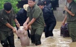 Smiling pig rescued Meme Template