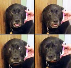 sad dog on phone Meme Template