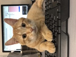 Tech Savvy Cat Meme Template