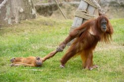 Orangutan drag baby Meme Template