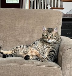 Cat with attitude Meme Template