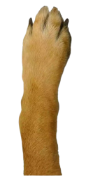 Doge Hand Meme Template