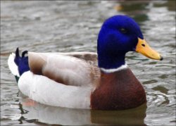 Bad Hasbara Mallard Meme Template