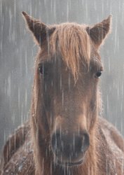 horse in rain Meme Template