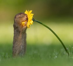 squirrel smelling flower daisy Meme Template