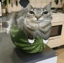 Cat on watermelon Meme Template