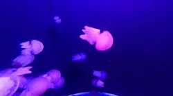 Jellyfish meme Meme Template