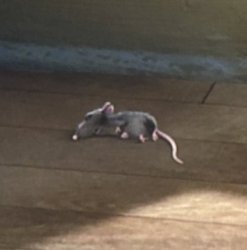 remy dead Meme Template