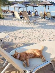 cat sleeping on the beach Meme Template