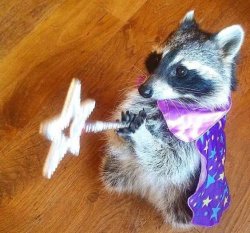 Magical Raccoon Meme Template