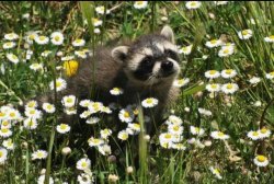 Raccoon with Daisy Meme Template
