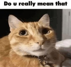 Do u really mean that cat Meme Template