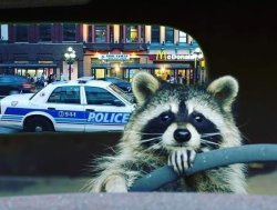 Raccoon and Police Meme Template