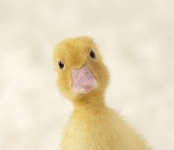 Cute Duckling Meme Template