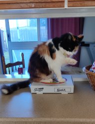 Cat on her box Meme Template