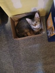 Cthulthu the kitten Meme Template