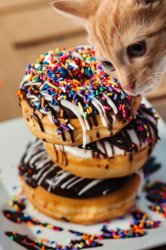Cat sniffing donuts Meme Template