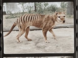 Tasmanian tiger Meme Template