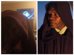 My dog is Sam Jackson Meme Template