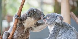 Whispering Koala Meme Template