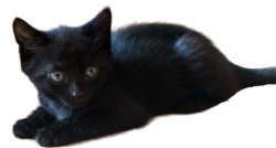 Black Cat no Background Meme Template