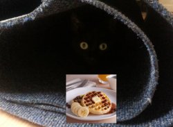 waffle picture Meme Template