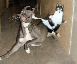 Karate Cat Meme Template