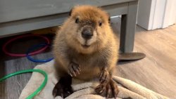 Happy Beaver Meme Template