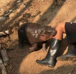Hippo Bite Meme Template
